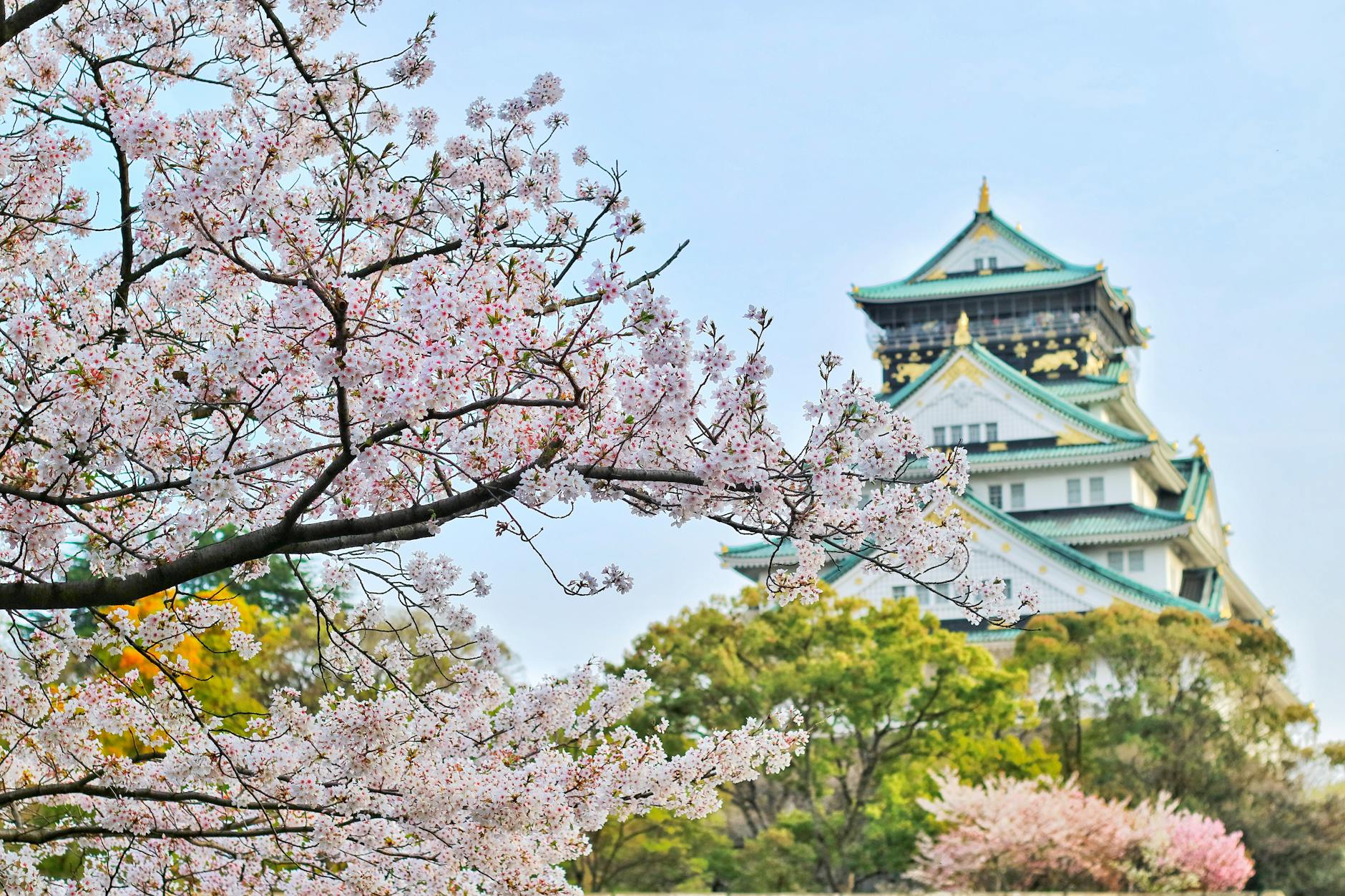 Cherry Blossoms Bloom Early in Okinawa’s Yambaru Region