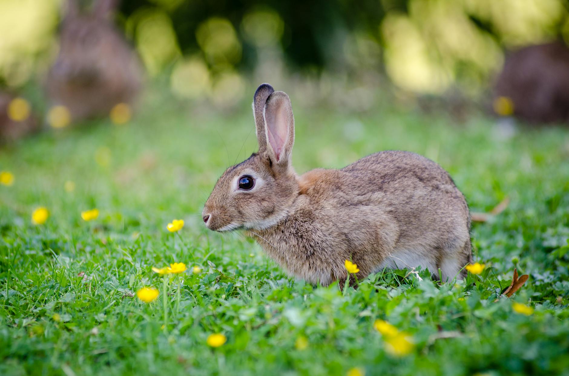 close up photography of brown rabbit